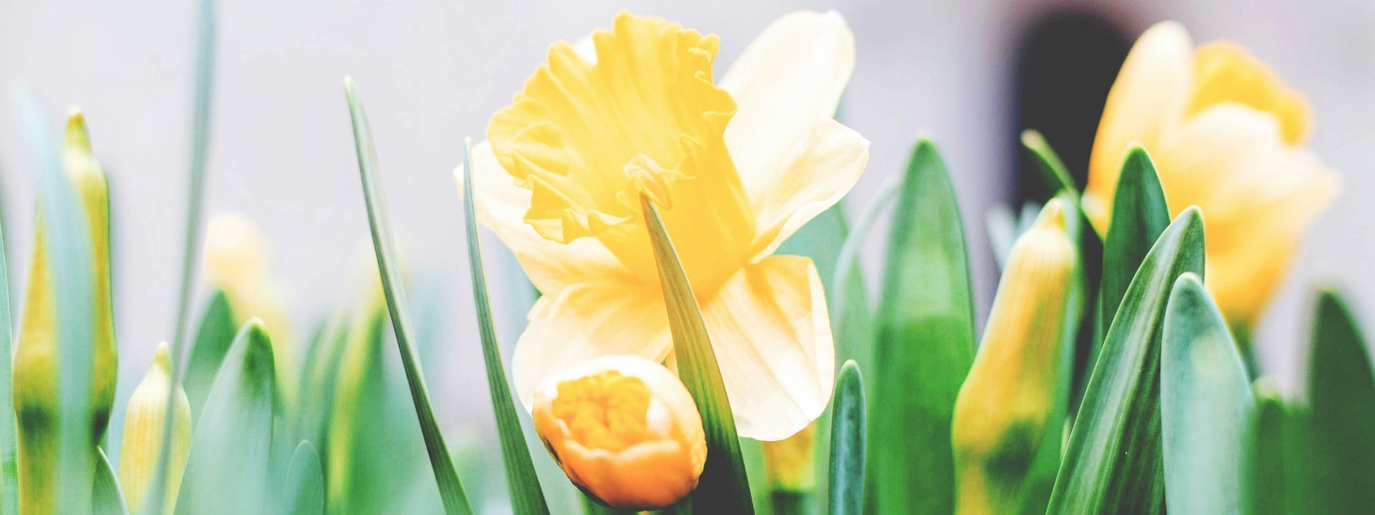 EASTER*Celebrate with us this Easter*Our Events